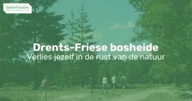 bos en heide in het drents friese wold thumb 2